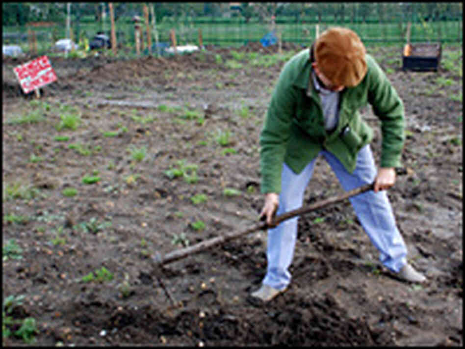 Sam Clark, chef and Manor Garden allotment holder.