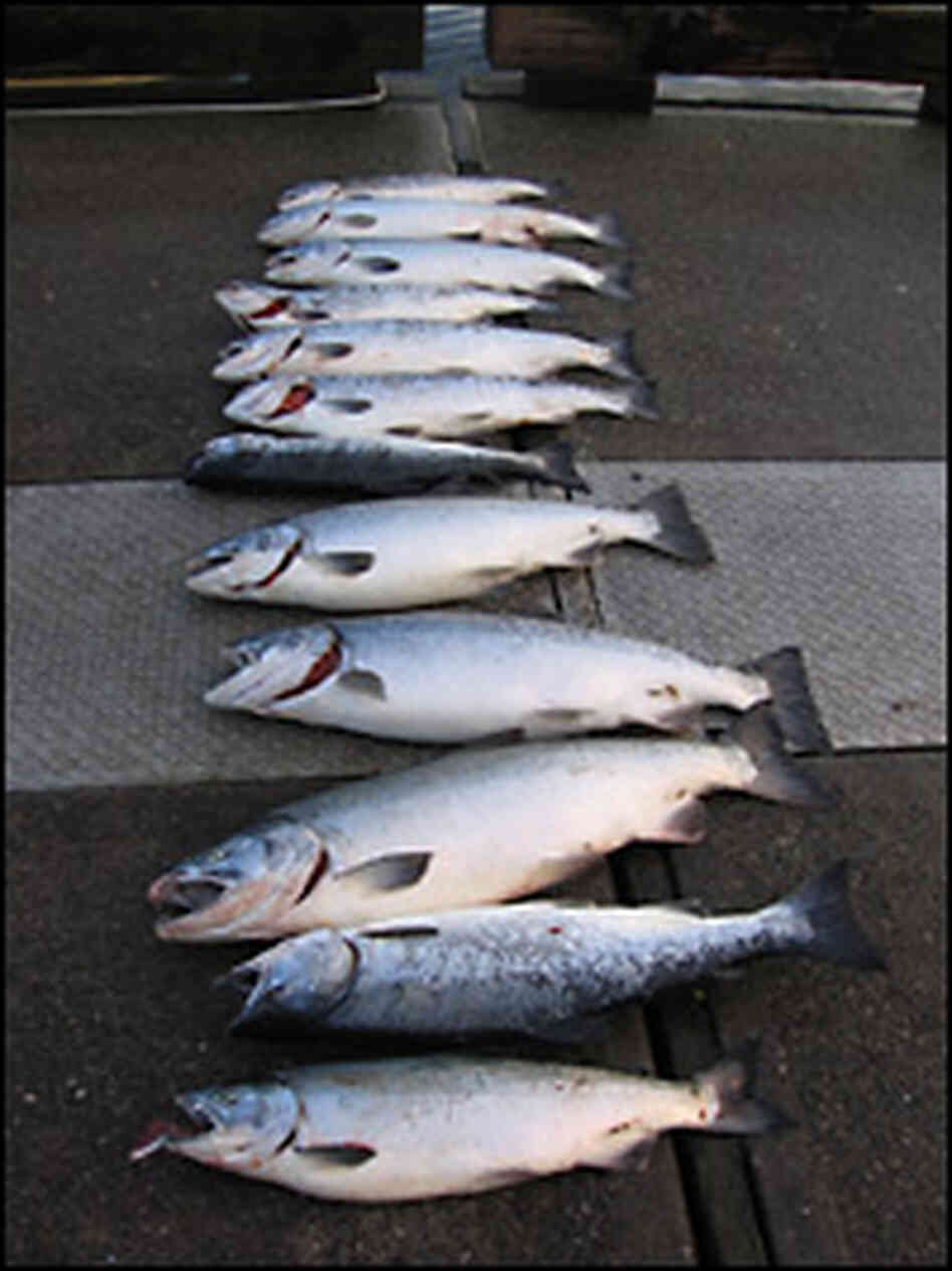 Alaskan salmon on a dock Alaskan salmon on a dock