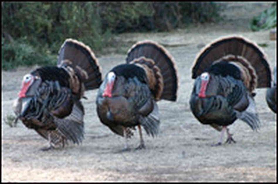 wild turkeys