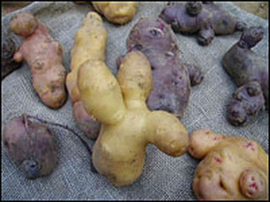 Agronomist Bill Campbell is hosting the Palmer Potato Pageant. Agronomist Bill Campbell is hosting the Palmer Potato Pageant.