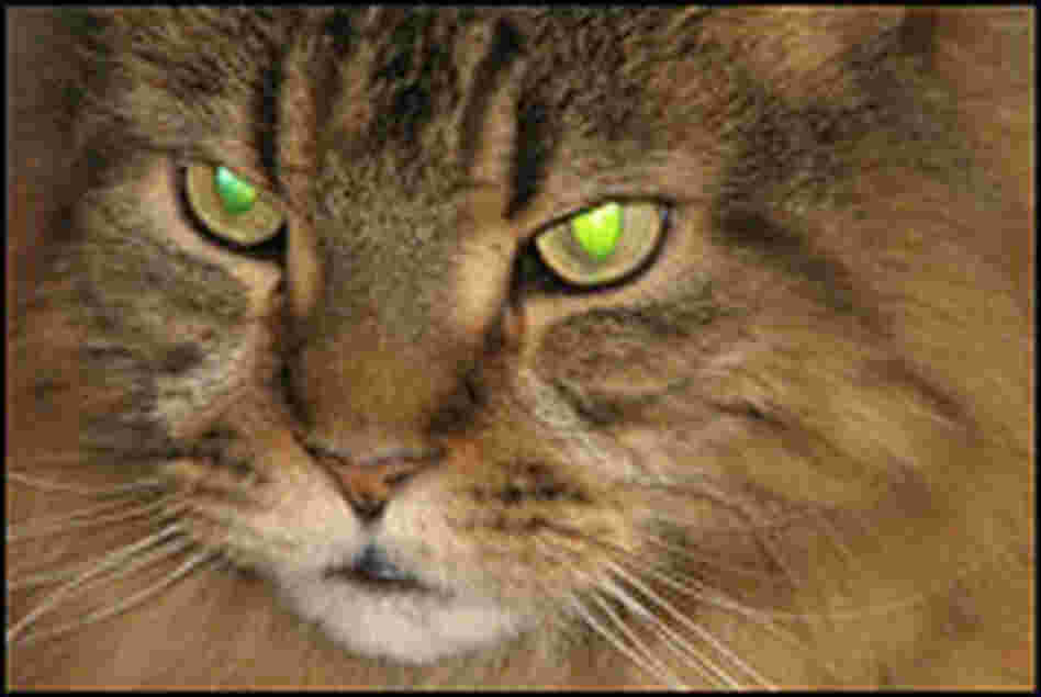A cat's eyes glow thanks to its tapetum lucidum. Credit: Noel Zia Lee