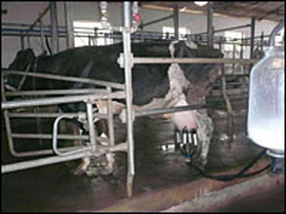 Milk collection stations like this one are at the heart of the scandal over contaminated milk. Milk collection stations like this one are at the heart of the scandal over contaminated milk.