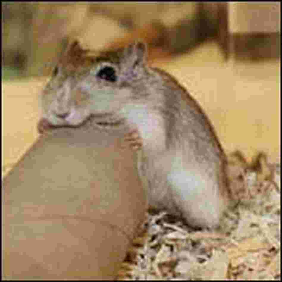 Gerbil gnawing on a cardboard tube Gerbil gnawing on a cardboard tube