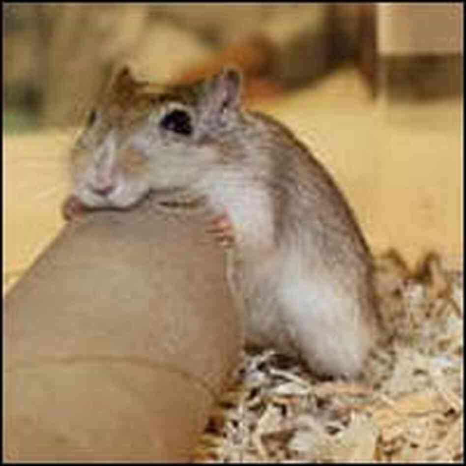 Gerbil gnawing on a cardboard tube Gerbil gnawing on a cardboard tube