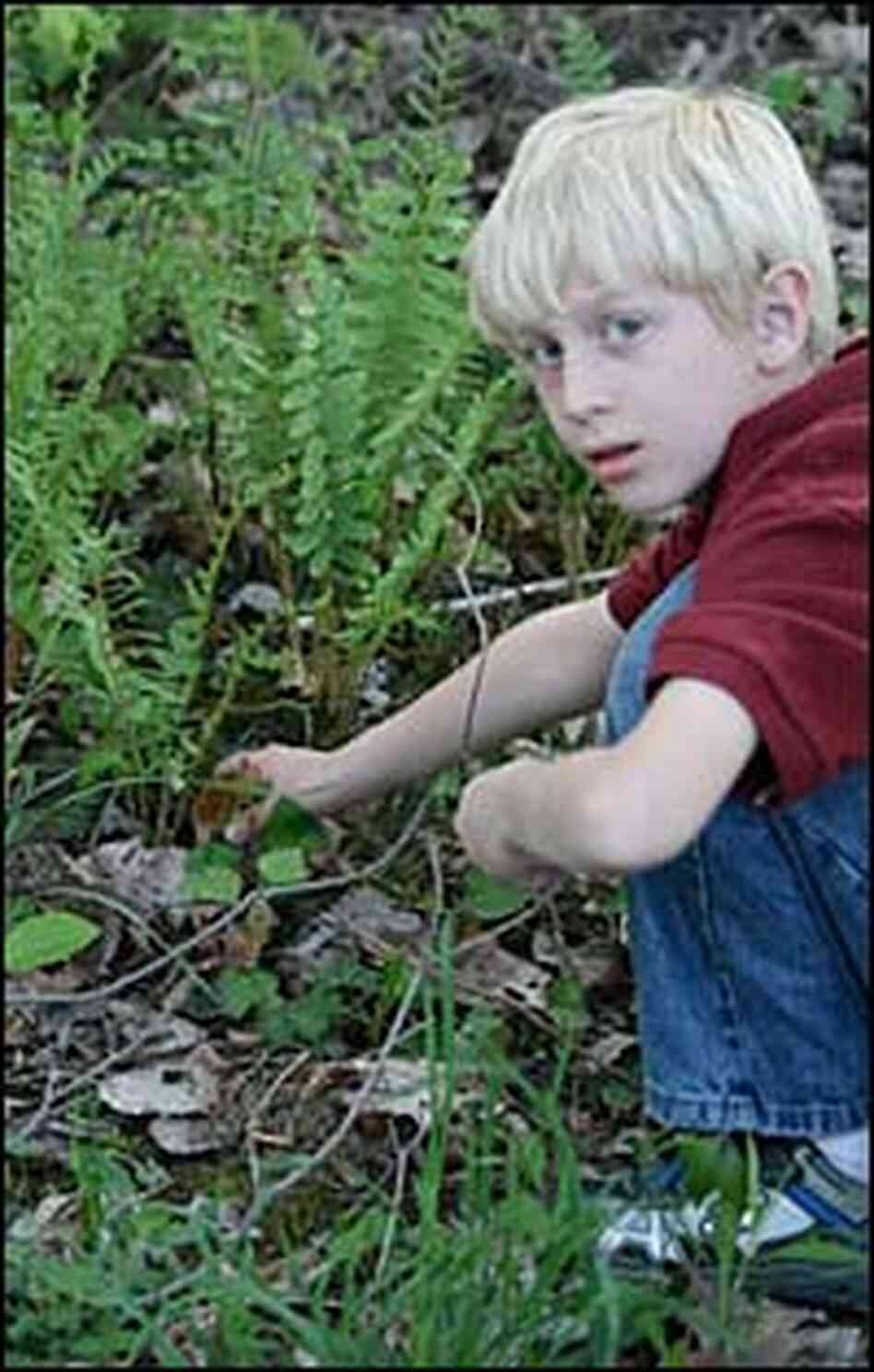 Liam, 8, discovers two morels growing together beneath a cinnamon fern. Liam, 8, discovers two morels growing together beneath a cinnamon fern.