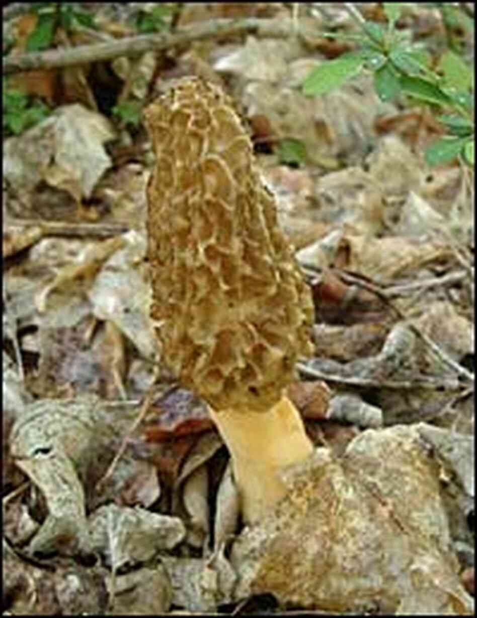 Morel mushroom Morel mushroom