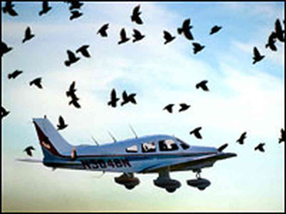 A flock of birds, disturbed by a plane's takeoff, taking flight from the side of the runway.