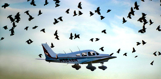 A flock of birds, disturbed by a plane's takeoff, taking flight from the side of the runway.