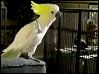 [Interactive:Snowball Gets Down To Backstreet Boys]