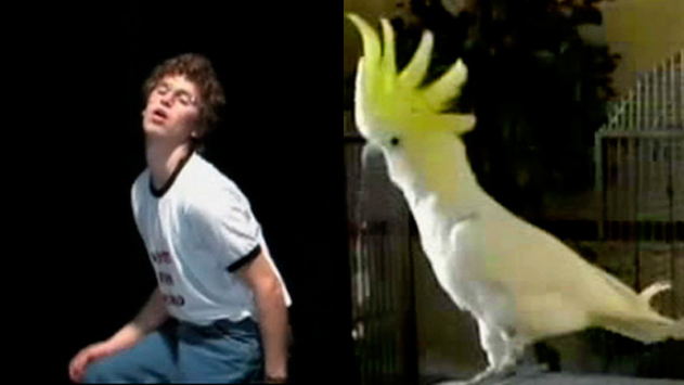 [Interactive:Who Dances Better? Snowball Or Napoleon?]