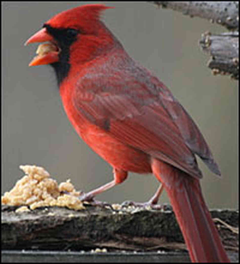 A cardinal gobbles down Zick Dough. A cardinal gobbles down Zick Dough.