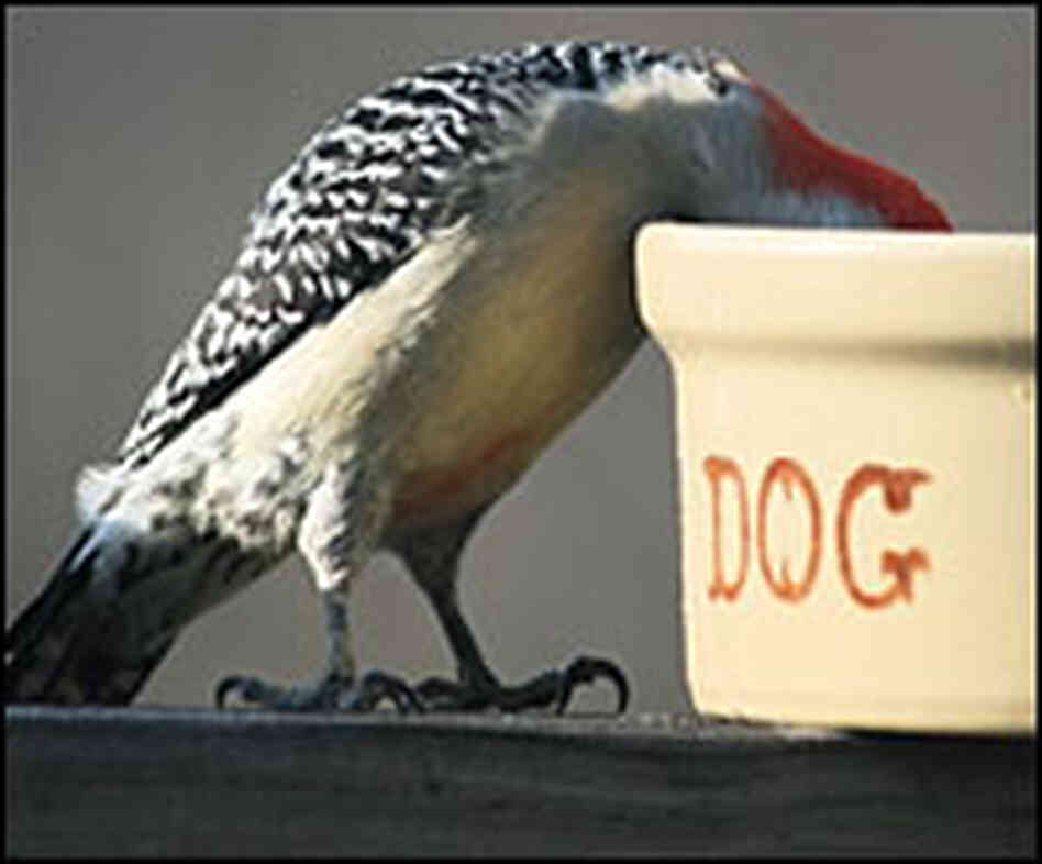Red-bellied woodpecker eating from "dog" bowl. Red-bellied woodpecker eating from "dog" bowl.