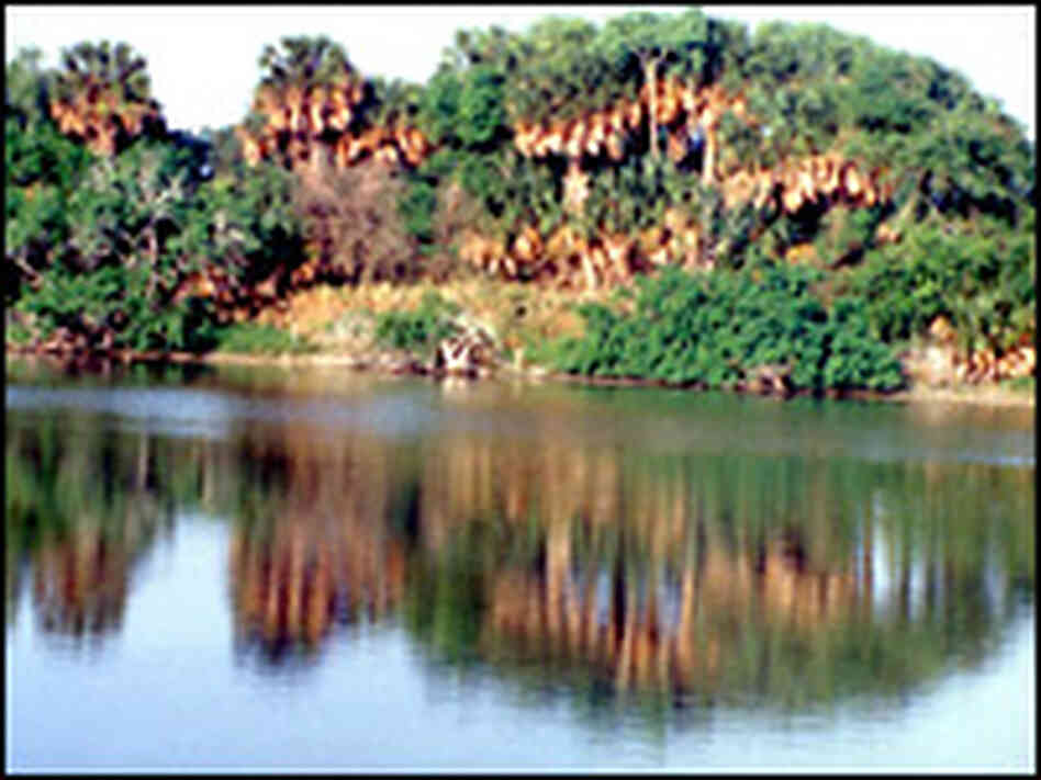 Southmost Resaca Sabal Palms, on the Nature Conservancy's land preserve. Southmost Resaca Sabal Palms, on the Nature Conservancy's land preserve.