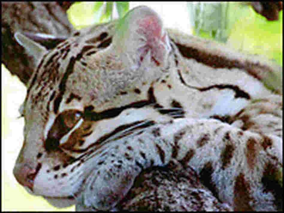 An ocelot on the Nature Conservancy's land in southern Texas.