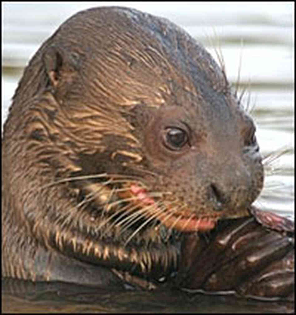 Otter contemplating its fish Otter contemplating its fish