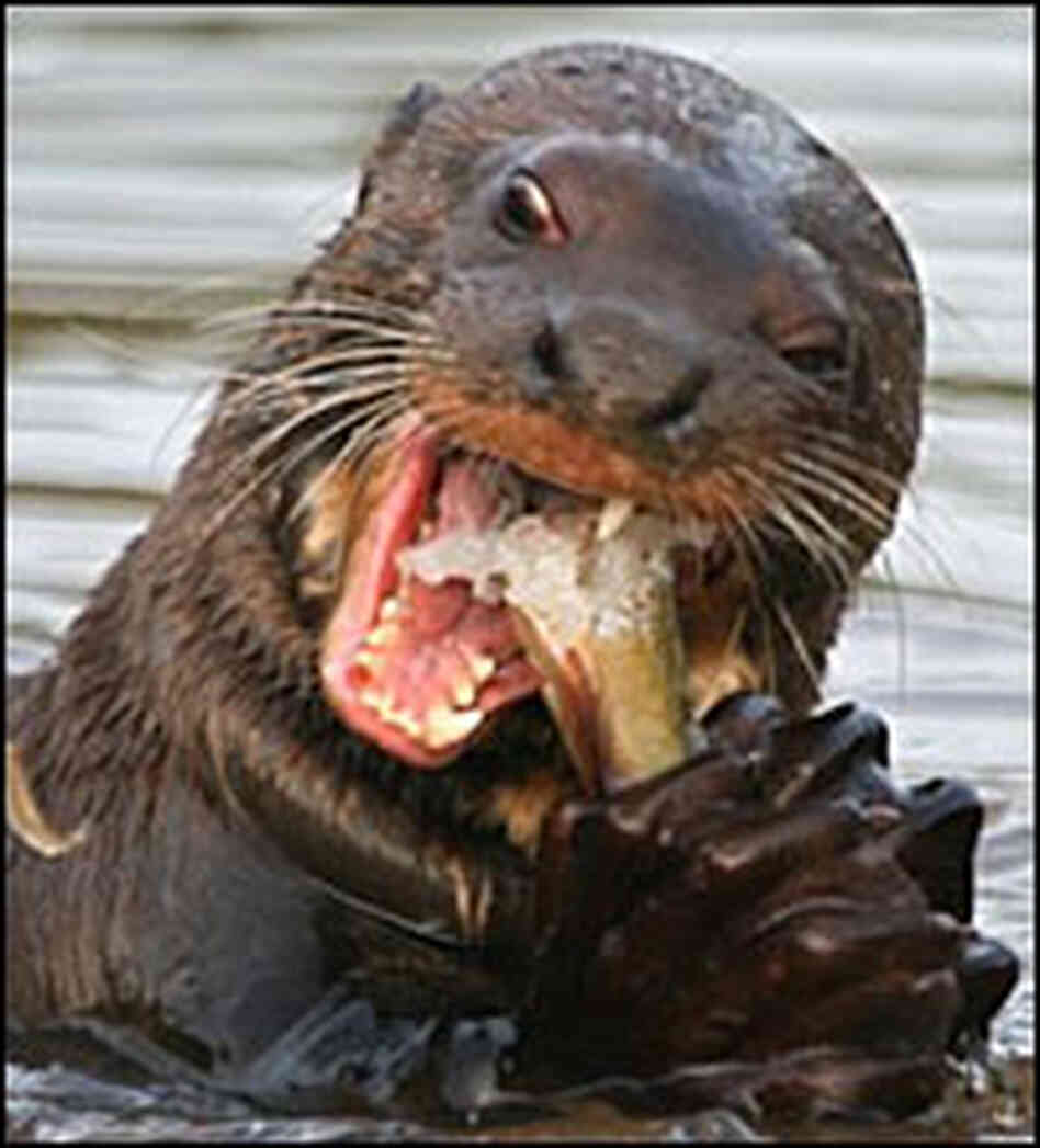 Otter savagely gnawing on its fish Otter savagely gnawing on its fish