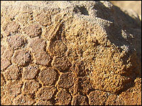 Dinosaur skin fossil
