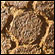 The fossilized skin of a dinosaur. Credit: Tyler Lyson
