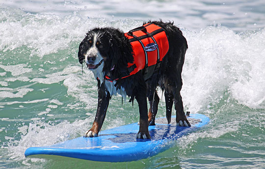 Nani, the 2009 Surfin' Paws Champion. Credit: Diane Edmonds