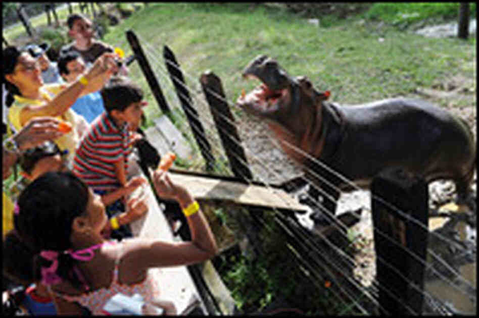 Visitors feed Vanessa, a baby hippopotamus, at Hacienda Napoles in Colombia.