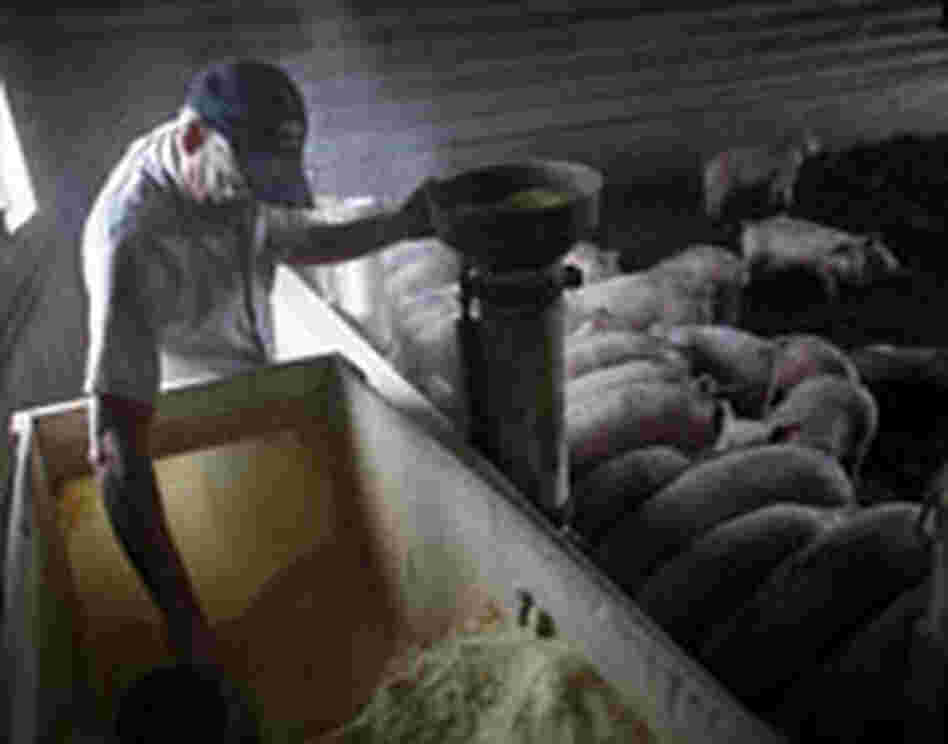 Dan Wilson In the Hog Barn
