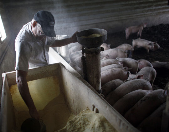 Dan Wilson In the Hog Barn