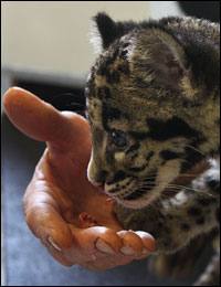 One of the two clouded leopard cubs being fed by hand.