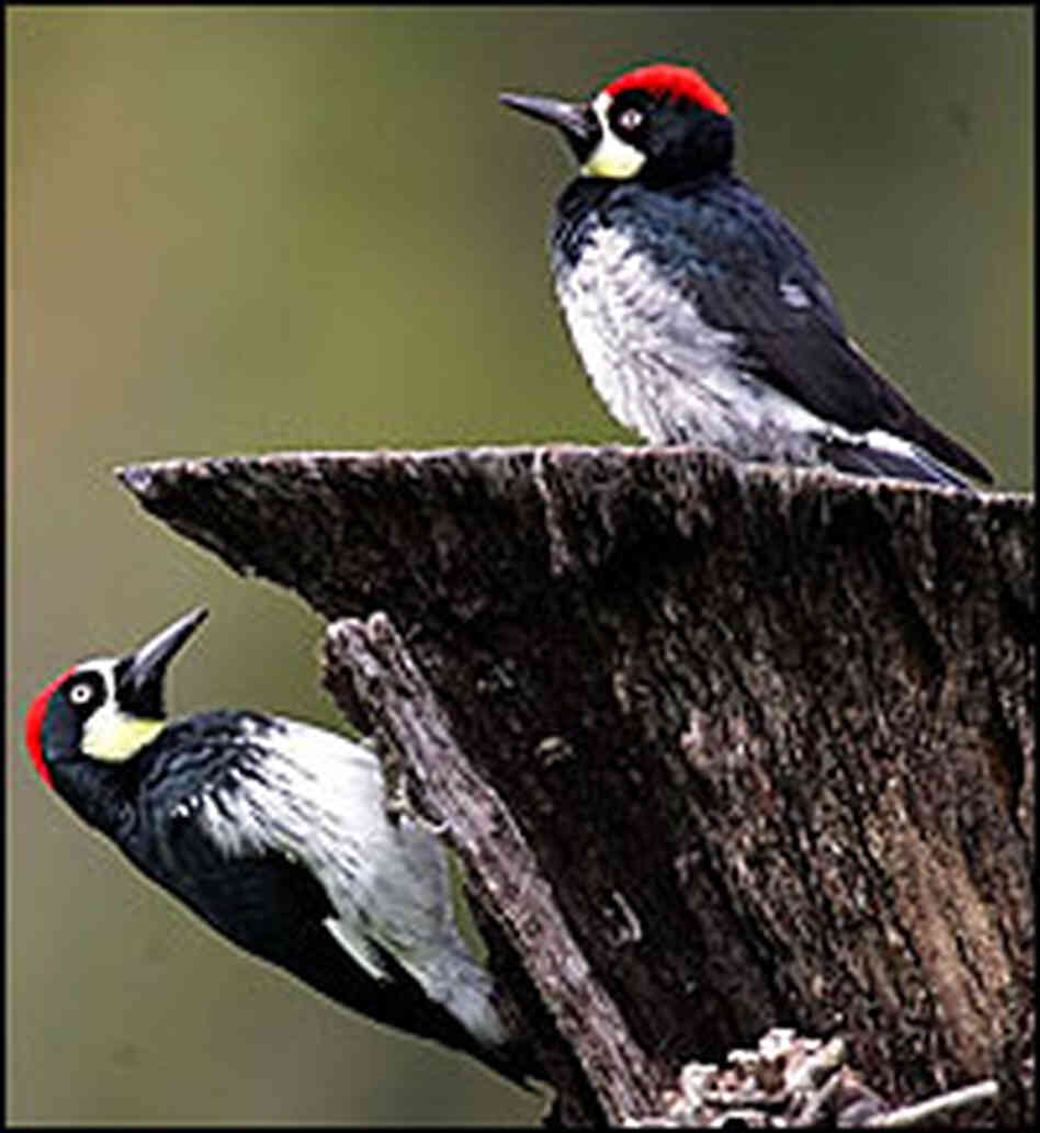 Acorn woodpeckers