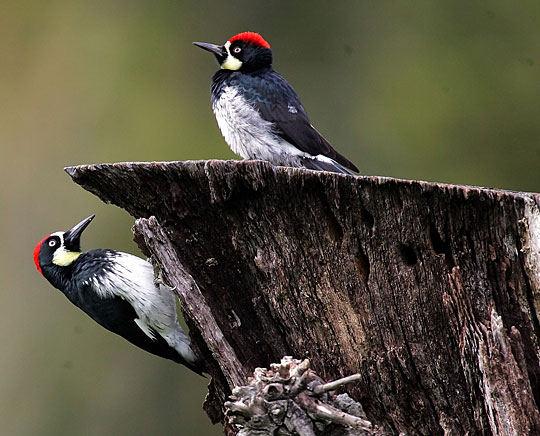 Acorn woodpeckers