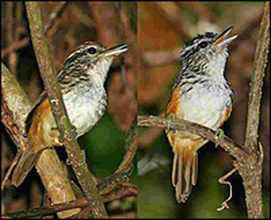 The female (left) and male antbird.