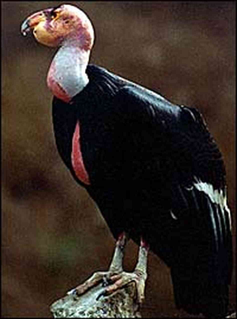 California condor California condor