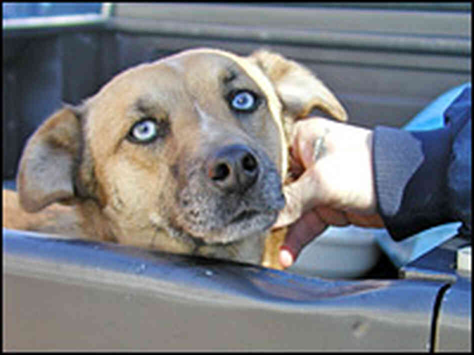 Sheba, a 5–year-old blue heeler mix.