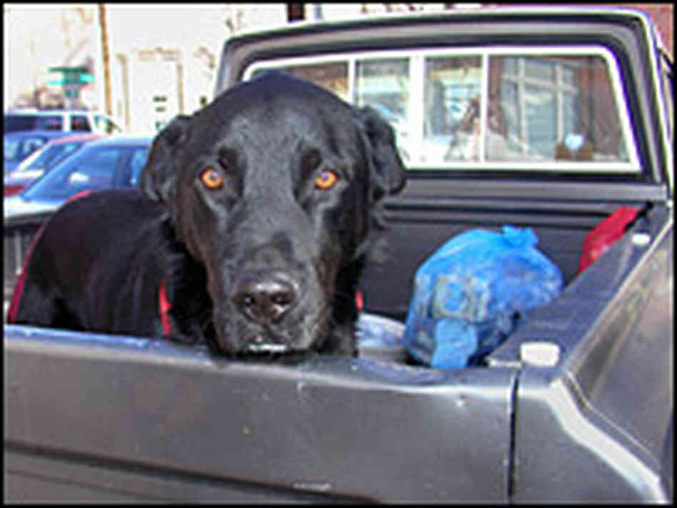 Snoopy, a 7-year old lab-shepherd mix.