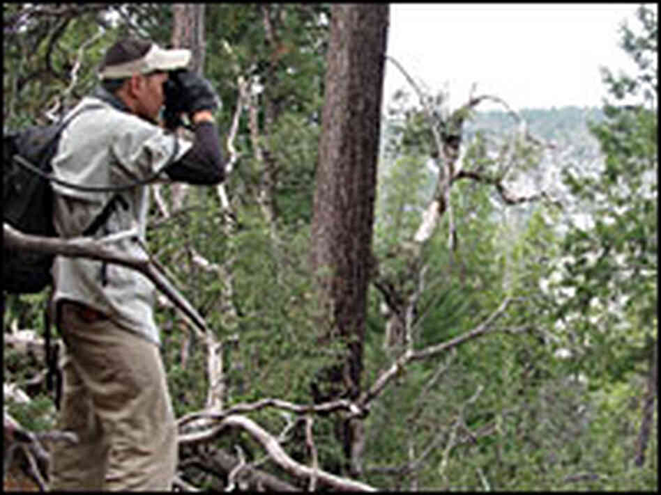 Steve Yu looks for marijuana farms in Yosemite National Park