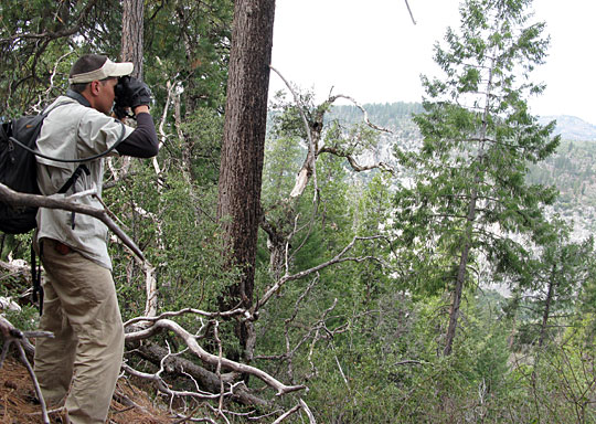 Steve Yu looks for marijuana farms in Yosemite National Park