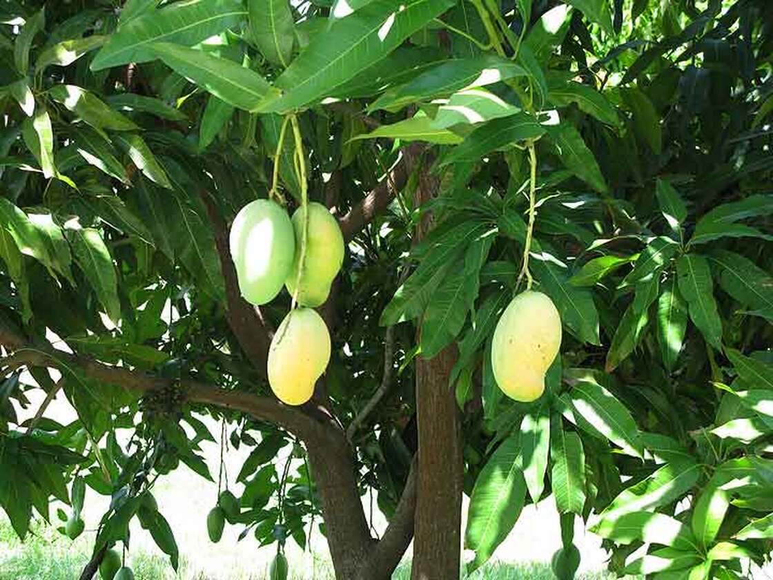 Haitian mangoes