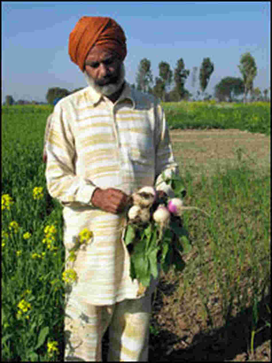 Amarjit Sharma grows organic vegetables for his family of seven.