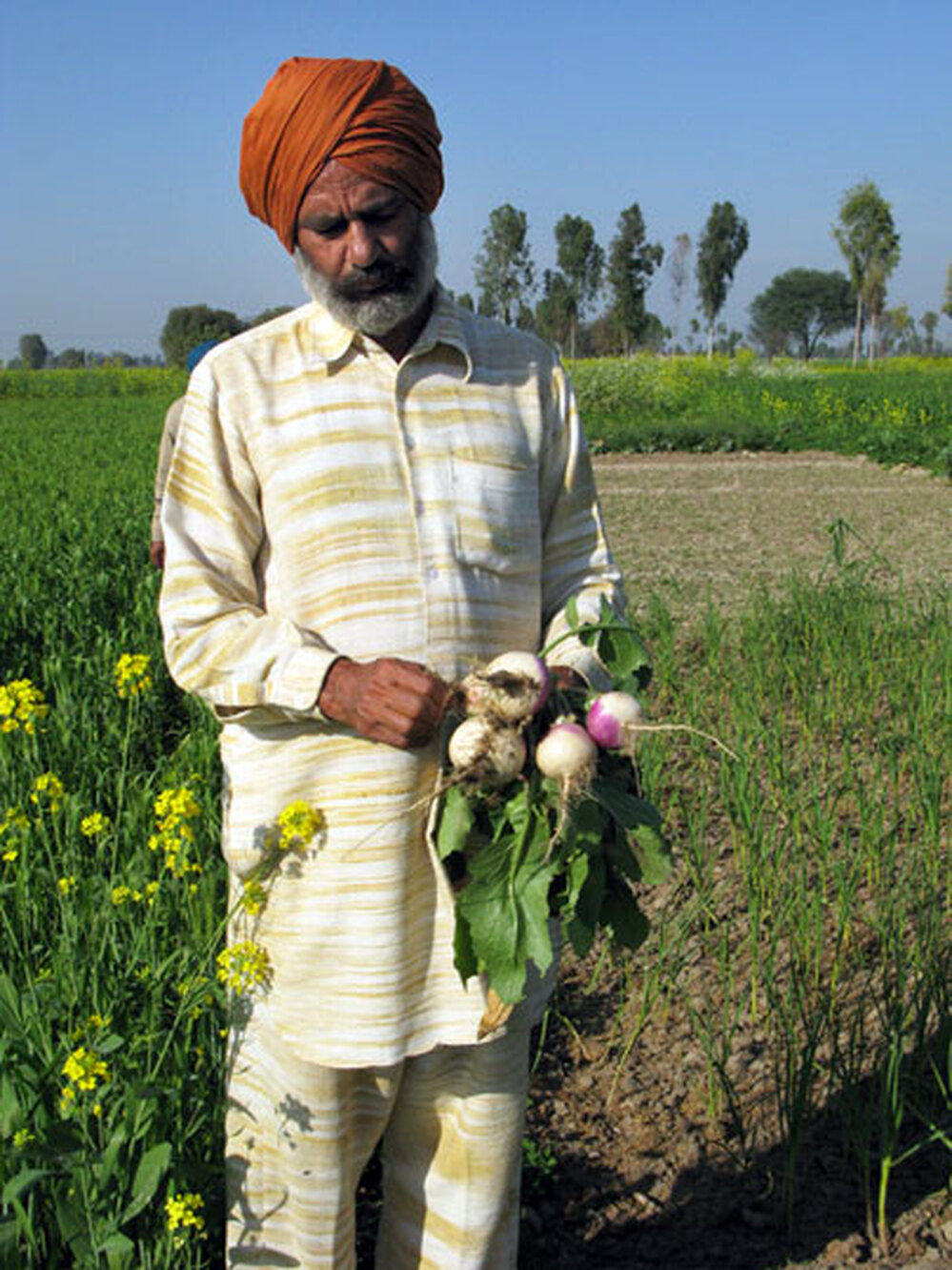 Amarjit Sharma grows organic vegetables for his family of seven.