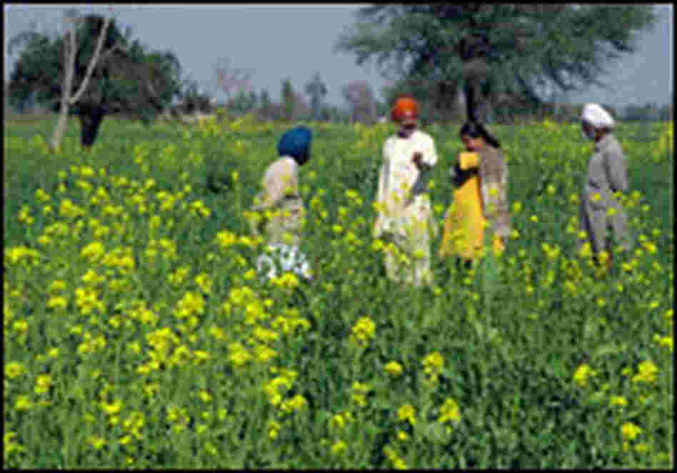 Sharma and other family members stand in a field growing a mix of wheat, mustard and beans.