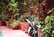 John Spencer's garden