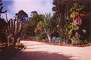 Peter Strauss' Garden