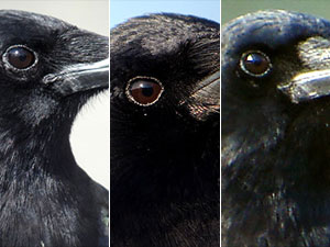 [Interactive:Crow Game]