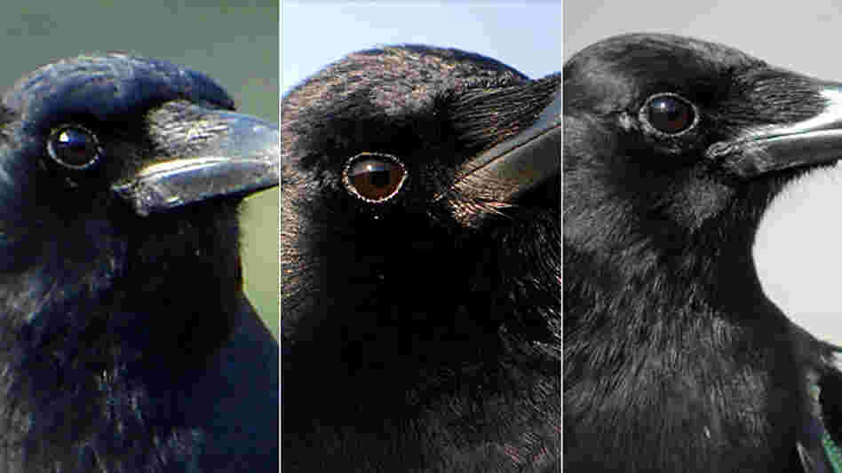 Crows Can Do This, But You Can't (16x9) Crows Can Do This, But You Can't (16x9)