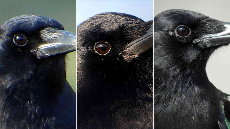 Crows Can Do This, But You Can't (16x9)