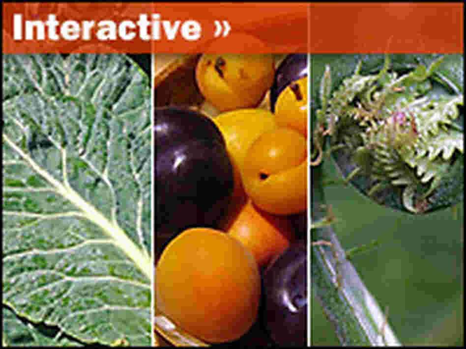 Interactive: Rhubarb