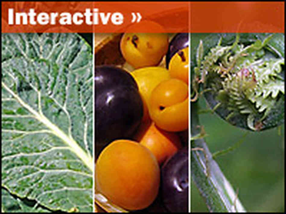 Interactive: Farm Fresh Foods