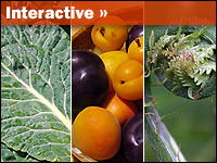 [Interactive:Farm Food Interactive]