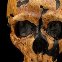 Fossil Forensics