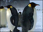 Penguins in the Antarctic