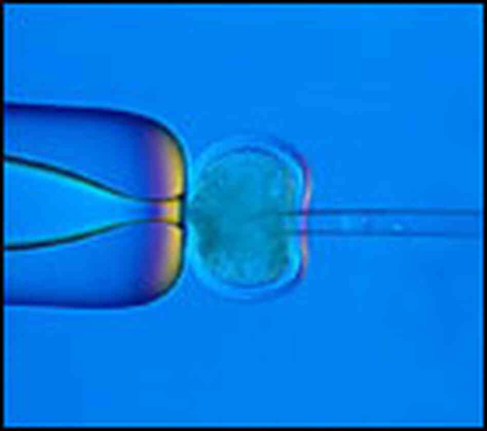 A nucleus is removed from a cell. A nucleus is removed from a cell.